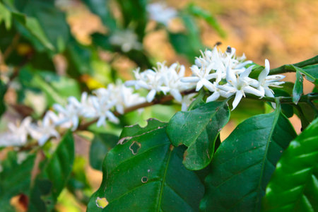 Flower of Arabica coffee before is become bean later
