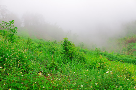 Color of green season in tropical,Thailandの写真素材