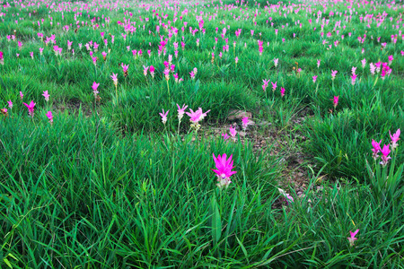 Siam tulip field on Chai Ya Phoom,Thailandの写真素材