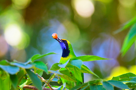 Golden-fronted Leafbirdの写真素材
