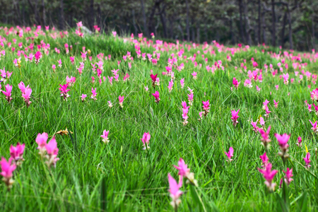 Pink Siam tulip in rainy season in Thailandの写真素材