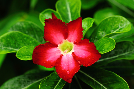 Desert Rose or Adenium obesumの写真素材