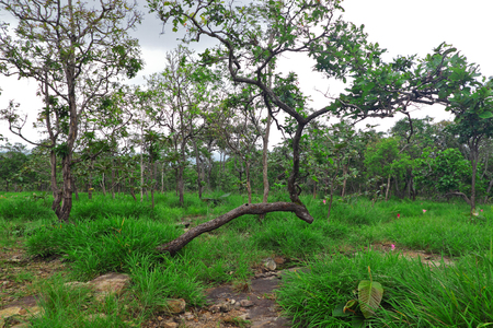 Dipterocarp or deciduous forest in north east of Thailandの写真素材