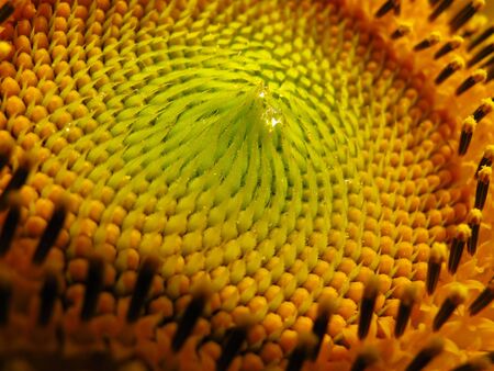 Sunflowerの写真素材