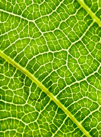 Leafの写真素材