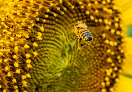 Sun flower with beeの写真素材