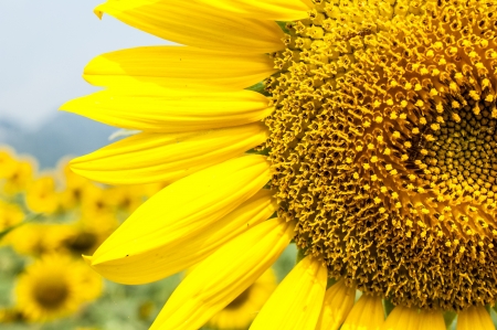 Close up sun flowerの写真素材