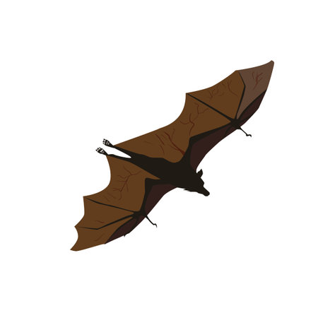 Bat isolated on white backgroundのイラスト素材