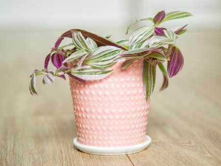 A houseplant. Tradescantia. horizontal image.の写真素材