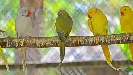 Birds in a big cage.の写真素材