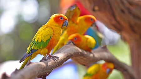 Colorful love Birdsの写真素材
