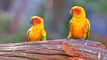 Colorful birdsの写真素材