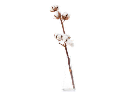 dry branch of cotton close up on white background, floral conceptの写真素材