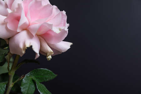 flower pink roses close-up on a black wall backgroundの写真素材