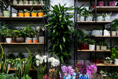 a shelf with exotic flower plants in pots in a gardeners florist shopの写真素材