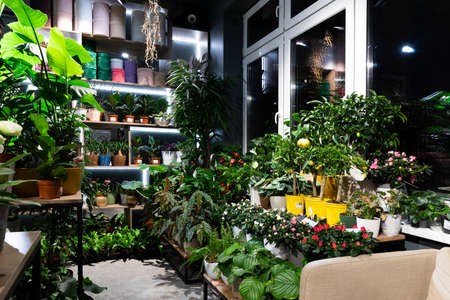 flower shop selling potted plantsの写真素材