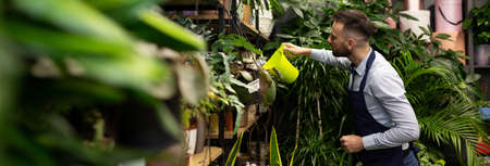 florist gardener watering flowers you are in a shop selling potted plantsの写真素材