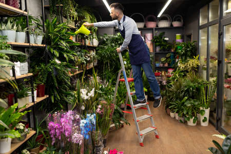 male florist In a garden center watering potted plants while standing on a ladderの写真素材