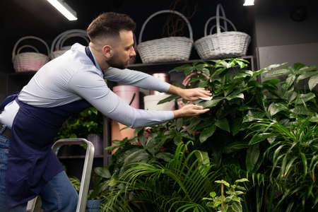 florist man caring for potted plants in a small cozy flower shopの写真素材