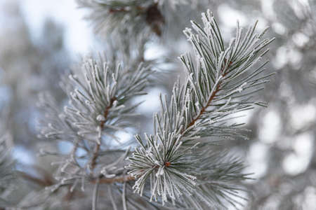 pine branch close-up on a frosty day covered with hoarfrost, photo with depth of field