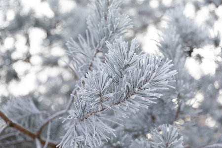 Pine tree branches covered with frost on a frosty day close-up