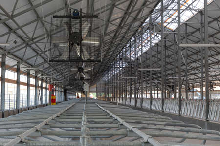 accommodation for cattle on a modern cow farm