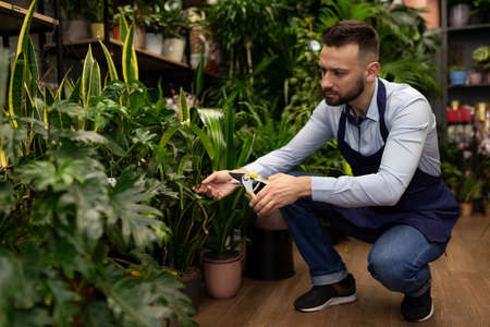 flower shop manager removing dry leaves from potted plantsの写真素材