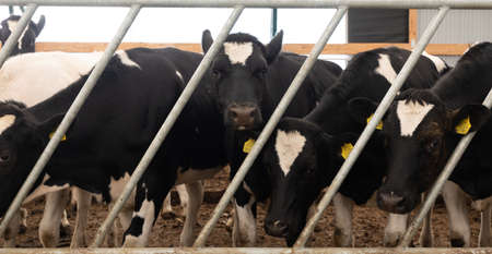 young high-produced dairy cows on a modern farm