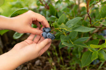 blueberries in the hands close-up next to the bush on which they growの写真素材