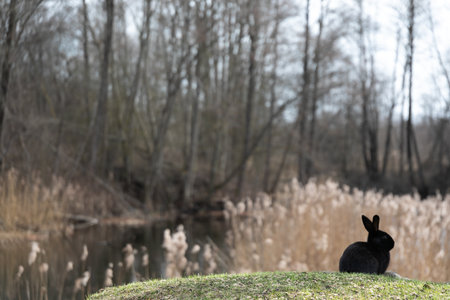Black Rabbit Sitting on Top of Lush Green Field