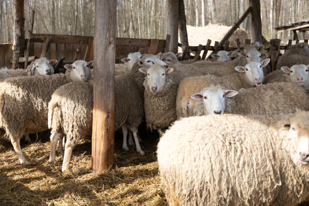 A Herd of Sheep Standing Together