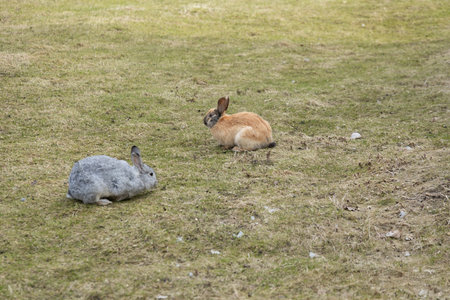 Two Rabbits Sitting on Top of a Grass Covered Fieldの写真素材