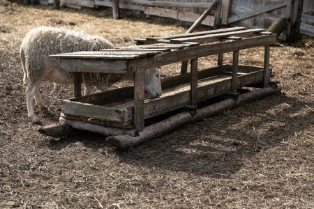 Sheep Standing Next to Wooden Sledの写真素材