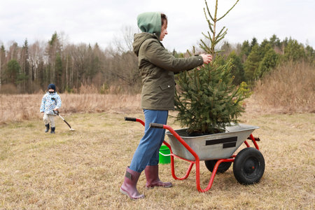 Family activity in a field setting bringing home a Christmas tree during a cloudy day in autumnの写真素材