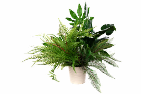 Lush green potted plants featuring various ferns and tropical leaves in a modern ceramic pot on a white backgroundの写真素材