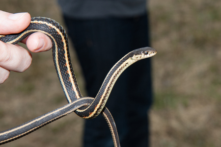 A garter snake being held and lookingの写真素材