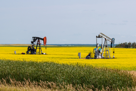 Two Oil Wells in a Bright Yellow Canola Field on the Canadian Prairieの写真素材