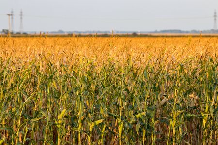 Field of Corn on the Canadian Prairieの写真素材