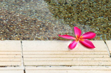Plumeria flowers along the pool edgeの写真素材