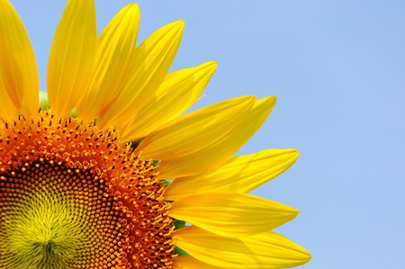 The colorful sun flower in the farm,Lobburi Thailandの写真素材