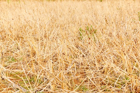 Dried rice straw gold on the paddy filed,Thailand