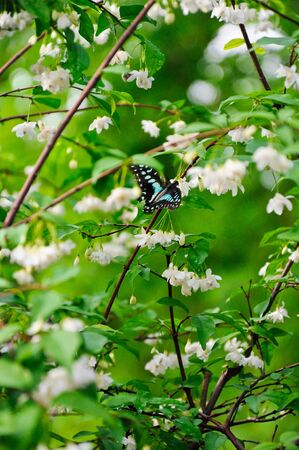 Little black butterfly in Botanical Gardensの写真素材