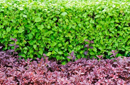 Fresh bush fence in the park of grand palace,Thailandの写真素材