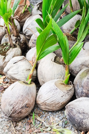 Coconut seeding in the farmland for selling.の写真素材