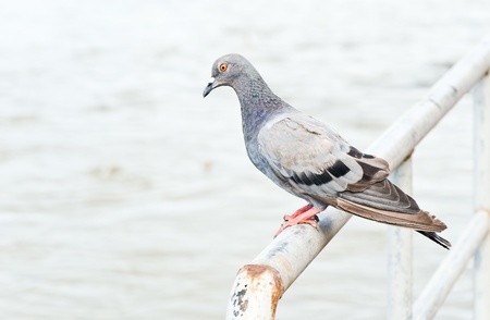 Young pigeon waiting on the rack of pier. の写真素材