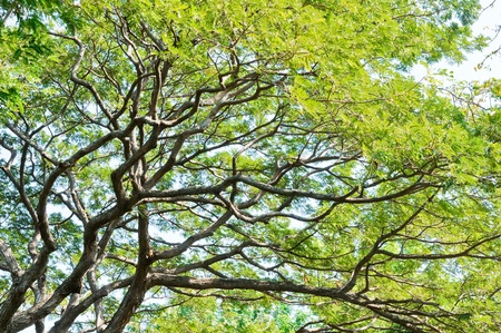 Fresh tree under sunlight of summer time.の写真素材