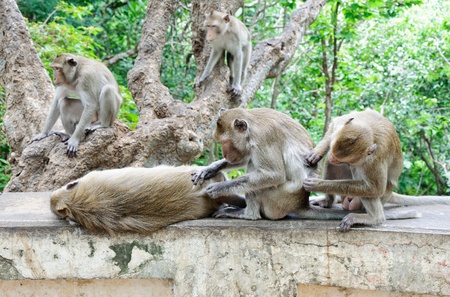 Monkeys are found the ticks for cleaning their family.の写真素材
