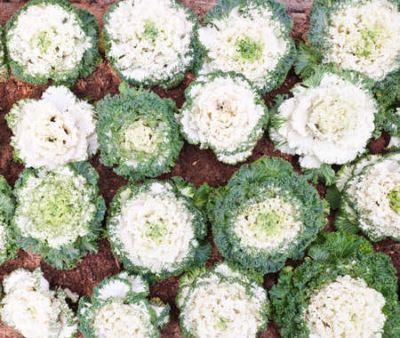 Fresh cabbage in the garden of greenhouse の写真素材