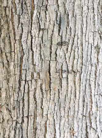 Texture of bark  in the natural park.