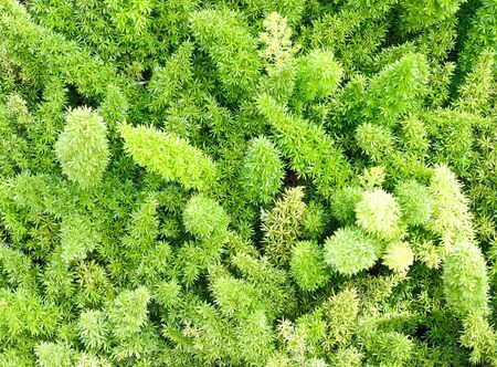 Closeup of green plant on the ground の写真素材